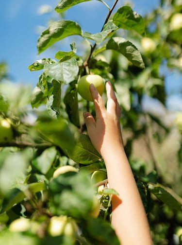 kinderhand plukt groene appel uit boom