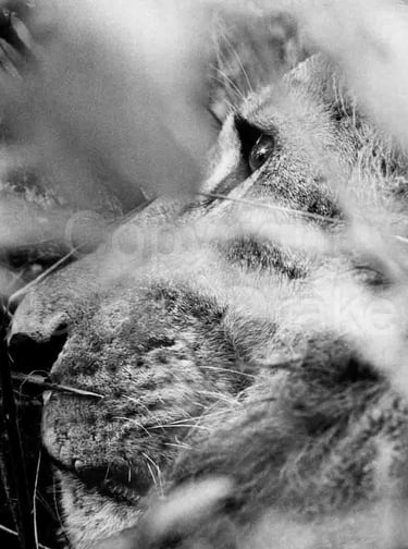 A lion's face in Kenya, Africa, in 1968 by James Drake