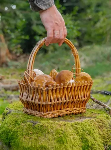 mapignon panier champignon