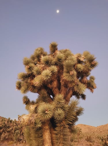 Joshua Tree national park