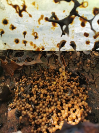 Sarang Sarikelulut jenis Tetragonula untuk Gaya Hidup Sihat