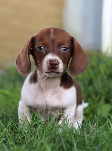 Puppies for Sale 