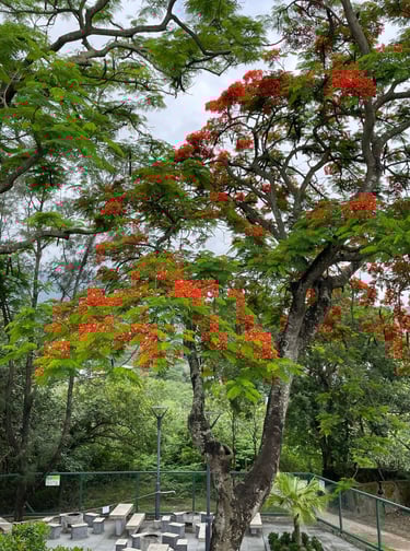 a tree with red flowers on a sunny day