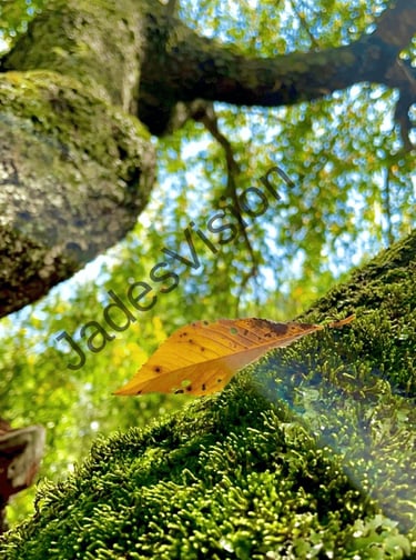 Leaf delicately resting on a mossy tree branch with the treetop leaves in the background