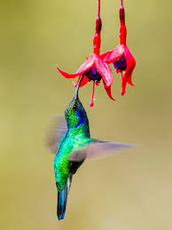 green and black humming bird flying