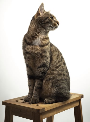 a cat sitting on a wooden table with a white background