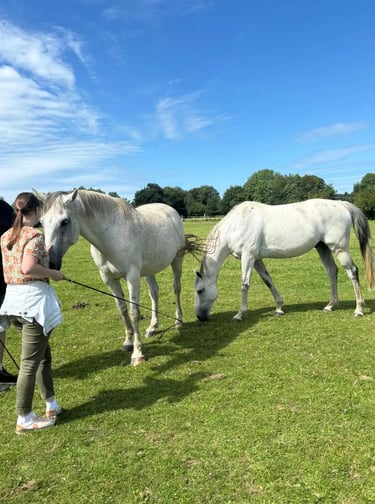 Les rendez-vous du vendredi équi-coaching deux chevaux cavalière approche des chevaux