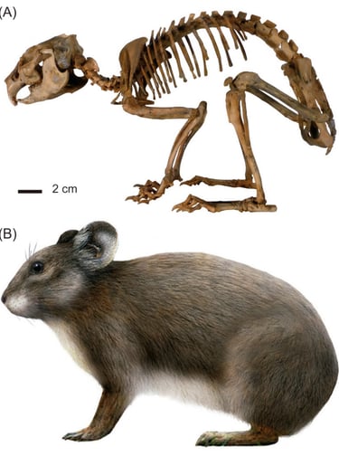 Skeleton and reconstruction of Prolagus sardus.