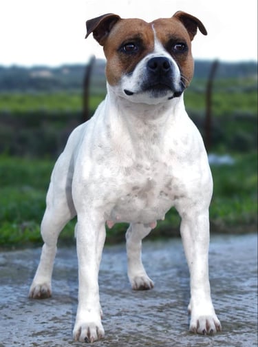 Femmina Staffordshire bull terrier bianco e rosso muscolosa