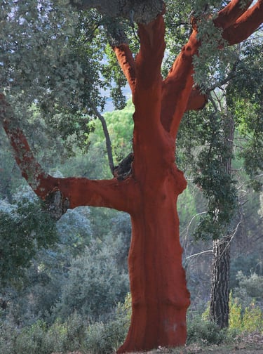 Foto van een gerooide kurkeik in Portugal.