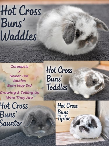 Hot Cross Buns' Coreopsis and Sweet Tea litter name reveal