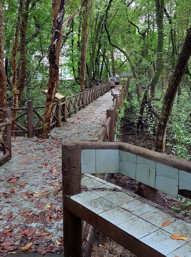 thailand phang nga mangrove forest park