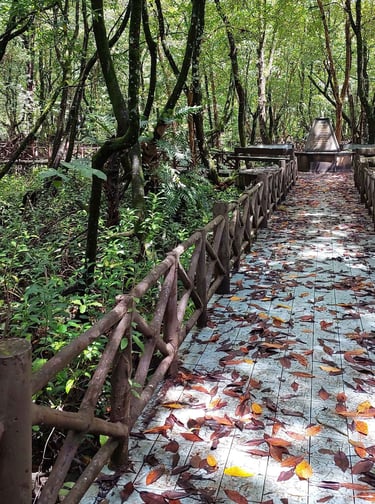 thailand phang nga mangrove forest park
