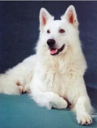 Historique du berger blanc suisse white shepherd Wayn Condor von Ronanke