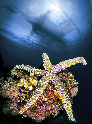 a sea starfish in the ocean with a sunbeam