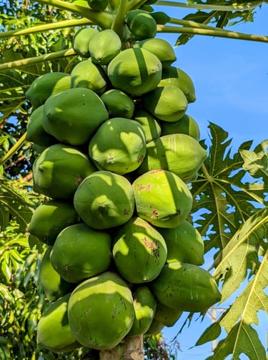 a papaya tree with a bunch of papayas on the AAK farm