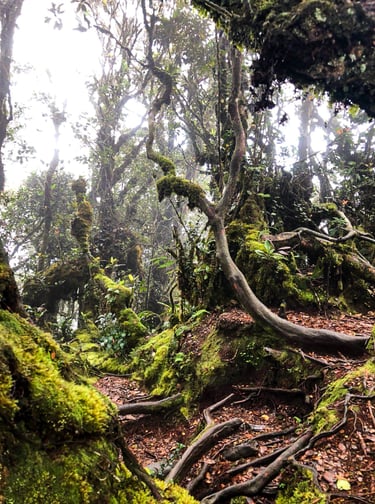 Mossy Forest Cameron Highlands
