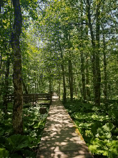 Biograd forest
