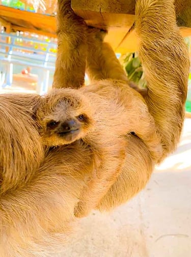Roatan Tours