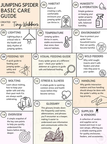 Intro to jumping spider care guide