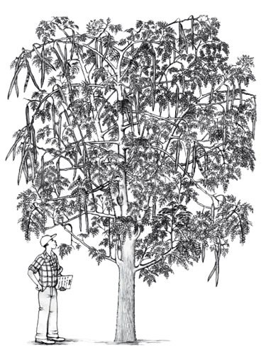 Moringa Tree Quality Check by iKheti Grow Moringa Drumstick farming AgriVaidic