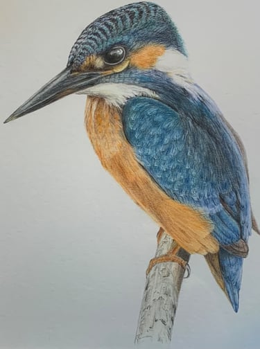 Kingfisher