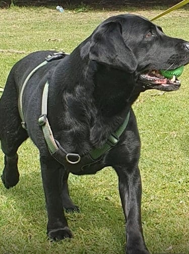 Dave, the labrador walking in the Risca Cricket grounds.
