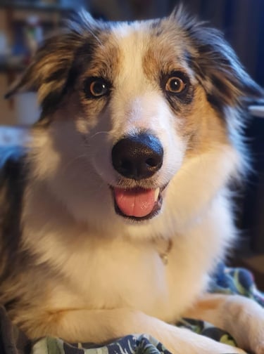 tri blue merle dam 