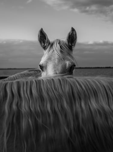 ethereal horse movement fine art photography Laura Mommicchi