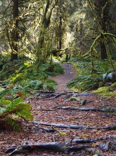a trail in Hoh Rainforest