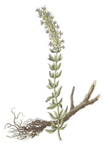 hyssop