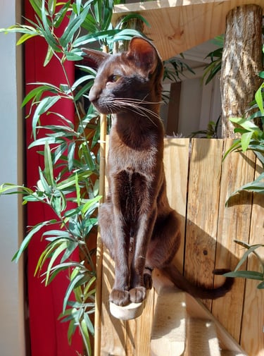 Chat Oriental Shorthair