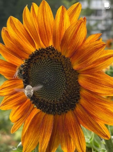 tournesol  et abeille
