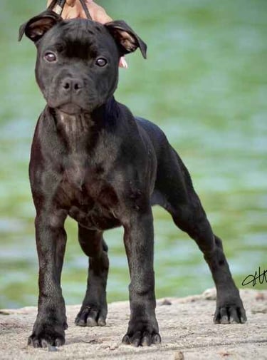 Cucciolo 4 mesi