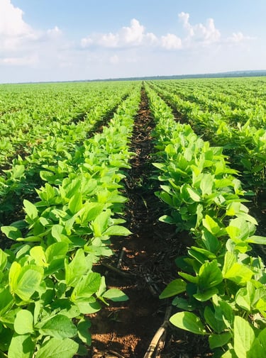 Safra de Soja - Fazenda Iowa Bahia