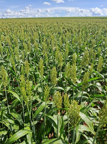 Plantação de Sorgo - Fazenda Iowa Mato Grosso