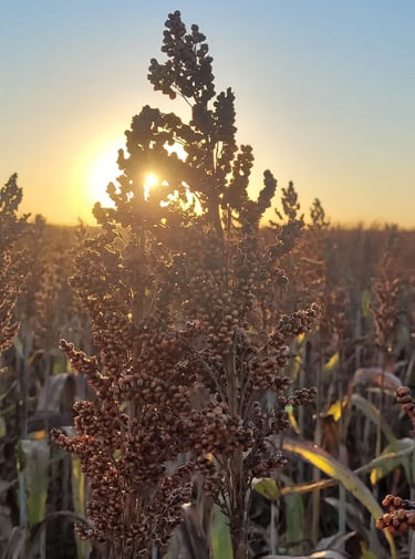 Plantação de Sorgo ao Pôr do Sol - Fazenda Iowa Bahia