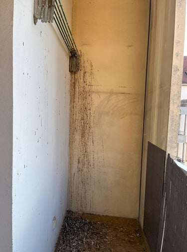 Avant / Après : nettoyage et désinfection totale des fientes de pigeon Cluses
