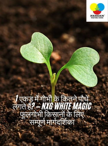1 एकड़ में गोभी के कितने पौधे लगते हैं? NXG White Magic खेती गाइड