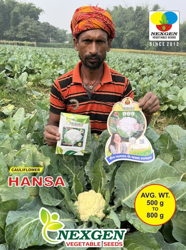A farmer holding Nexgen Hansa cauliflower seeds in a lush green vegetable field.