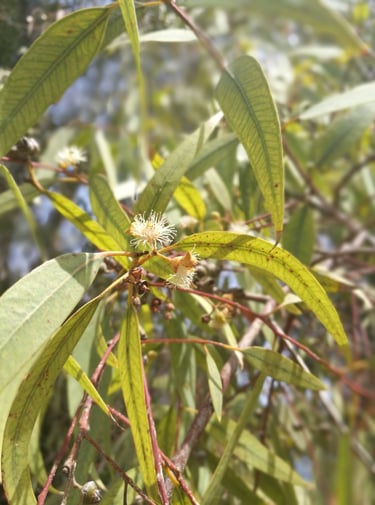 Eukaliptų hidrolatas