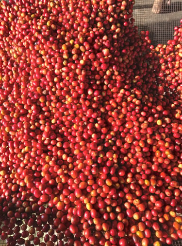 We grow and pick only ripe cherries