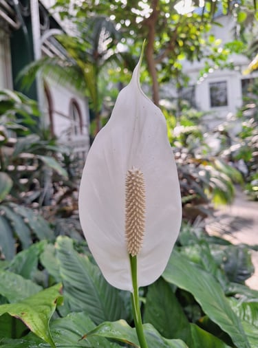 a white Peace Lily that grows in Vietnam and Thailand