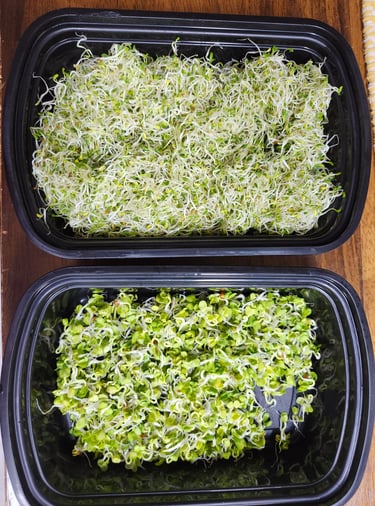 Containers with healthy sprouts, emphasizing the benefits growing your own nutritious food at home