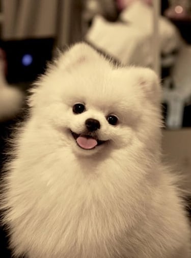 perro pomerania argentina venta