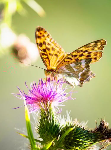 Kaisermantel-Schmetterling sitzt auf einer Distelblüte.