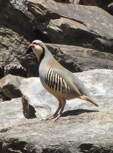 oiseau au lac Phoksundo