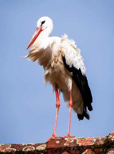Storch sitzt au einem Hausdach