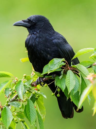 Kohlkrabe sitzt im blühenden Kirschbaum im Frühling.