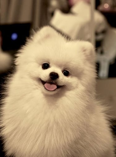 perro pomerania argentina venta